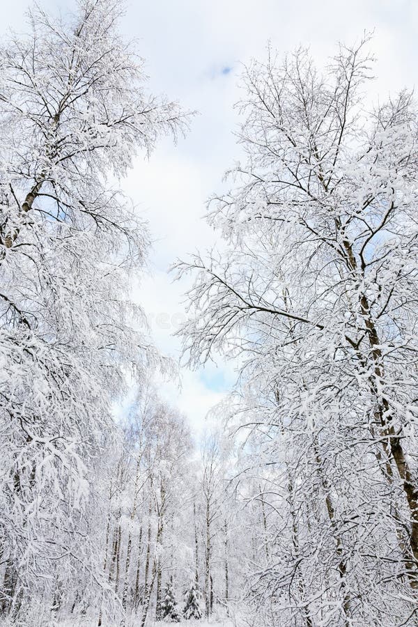 Snowy birch tree