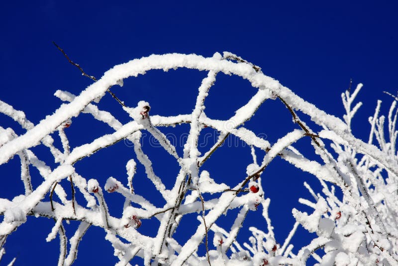 Snowy branches