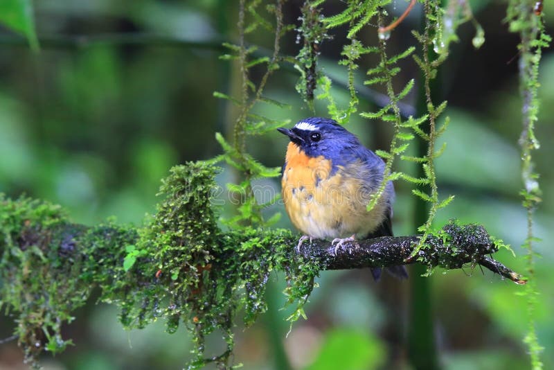 Snowy-browed мухоловка стоковое фото Snowy-browed мухоловка стоковое фото