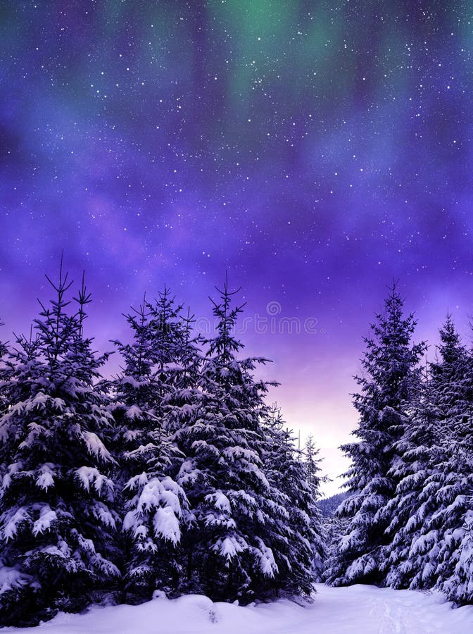 Snowy-Bäume im Winter gestalten am nächtlichen Himmel landschaftlich