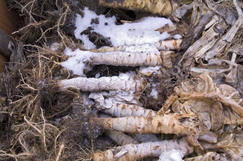 Snowy Cabbage Stems