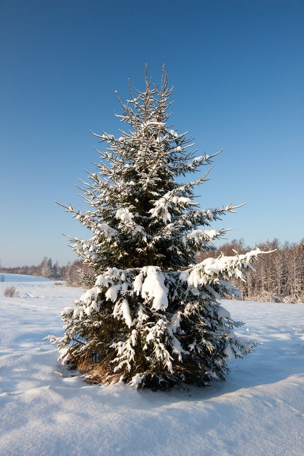 Snowy Christmas tree royalty free stock photography