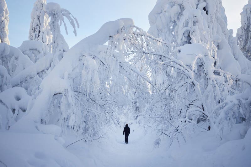 Snowy cold winter in the mountains landscape, trees in the snow in the morning, cold north wind. Ice fir trees, Christmas