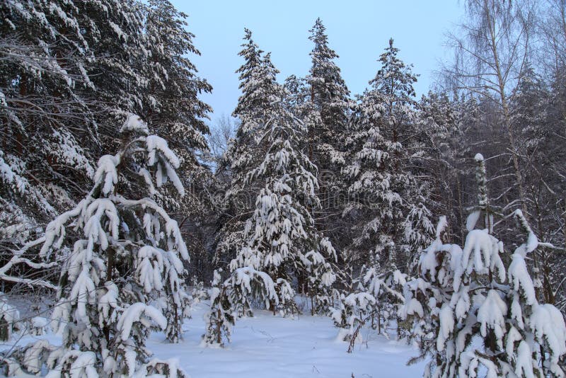 Snowy coniferous tree in the forest in winter