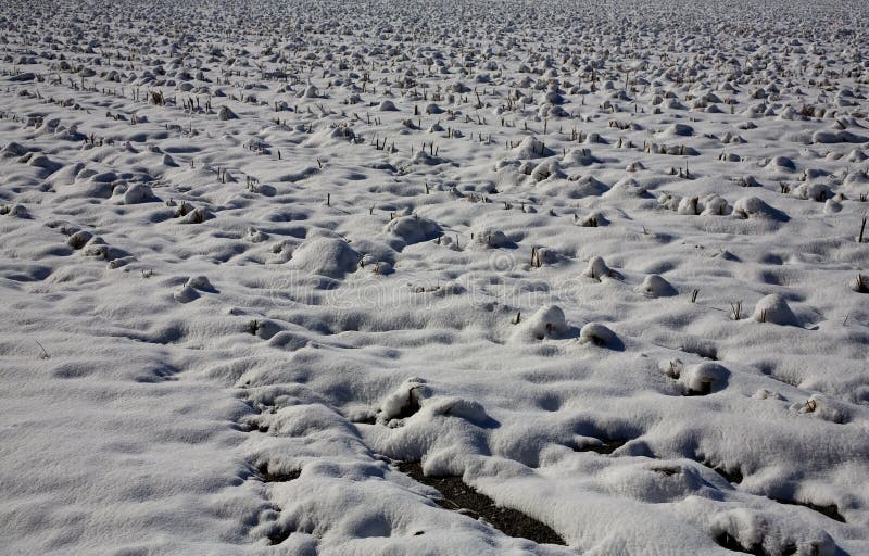 Snowy cotton stock photo. Image of yellow, stubble, cold 19380536
