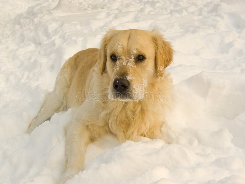 Snowy dog