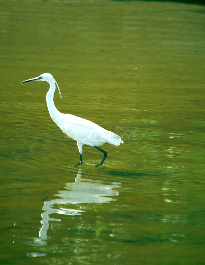 Snowy Egret