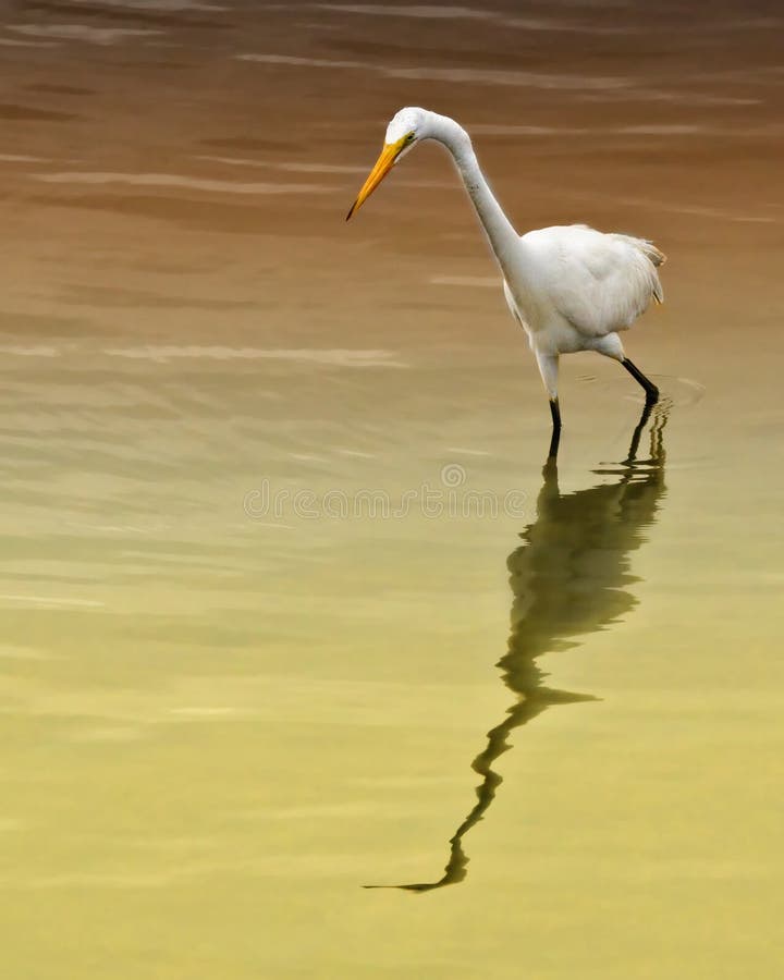 Snowy Egret royalty free stock photo