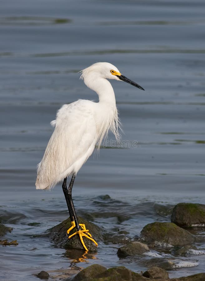 Snowy Egret royalty free stock photography