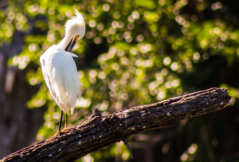 Snowy Egret