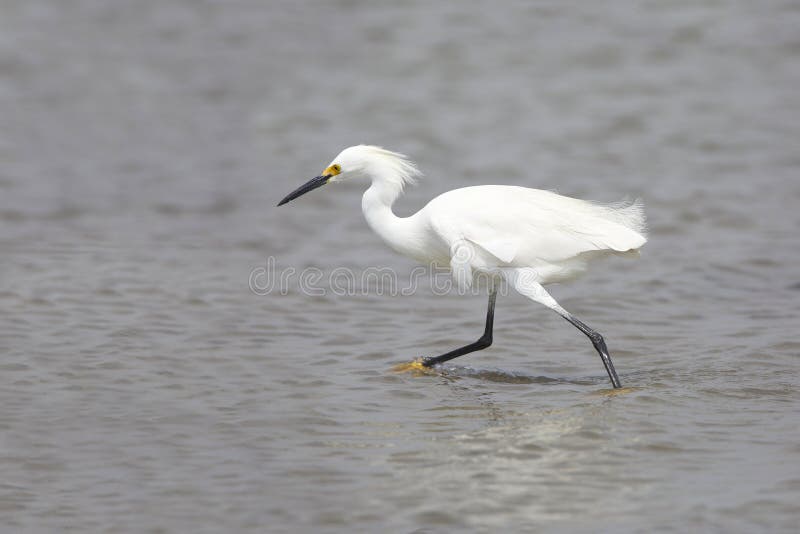 Snowy Egret in Breeding Plumage Foraging in a Shallow Bay