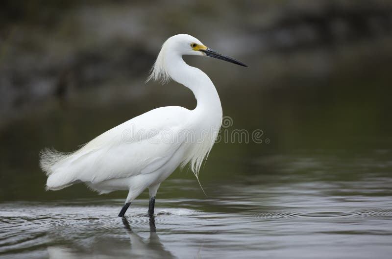 A beautiful adult Snowy Egret wading through the water at the mouth of the San Diego River in Mission Bay, San Diego, California. A beautiful adult Snowy Egret wading through the water at the mouth of the San Diego River in Mission Bay, San Diego, California.