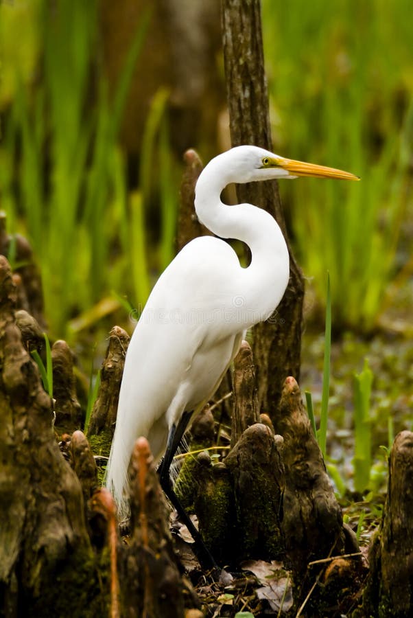 Snowy Egret and Cypress Knees royalty free stock image