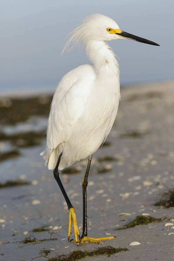 Snowy Egret - Estero Island, Florida royalty free stock images