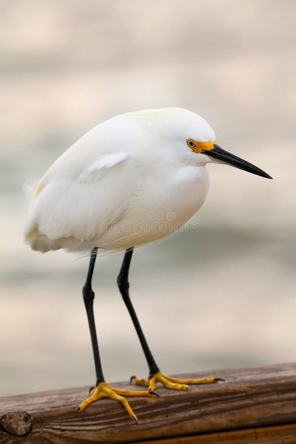 Snowy egret (Egretta thula) standing on boardwalk railing. Boardwalk rail stock images, royalty-free photos and pictures