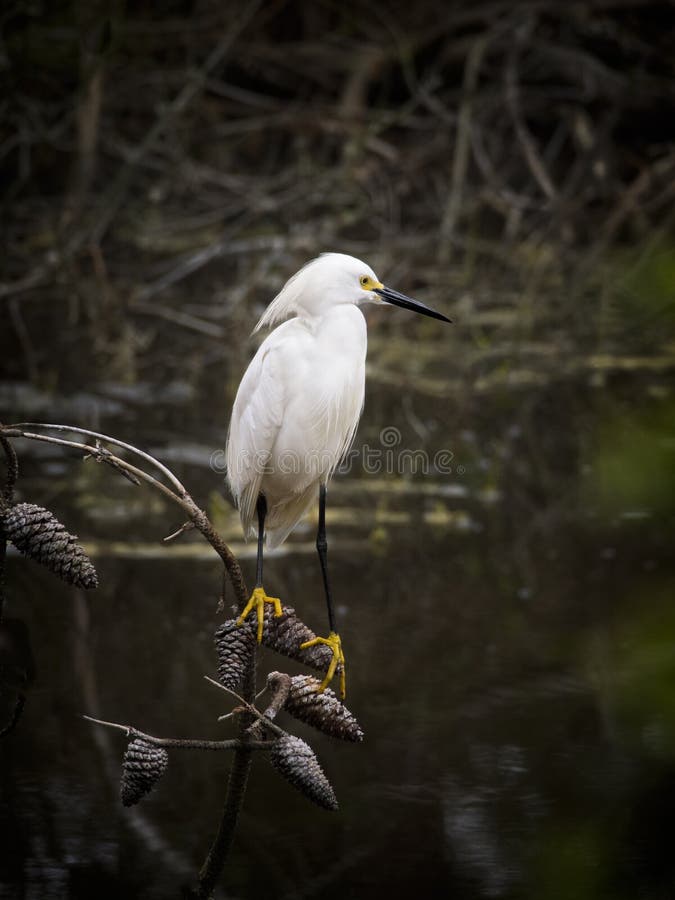 Snowy Egret royalty free stock photos