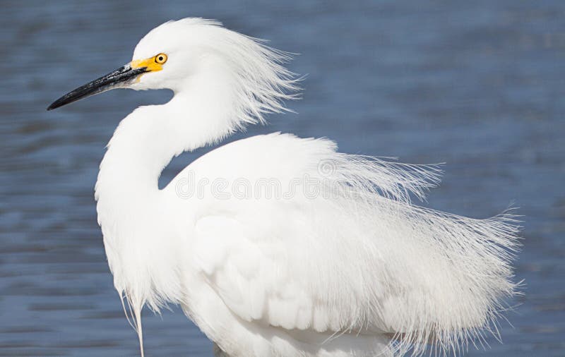 Snowy Egret with feathers blowing in wind