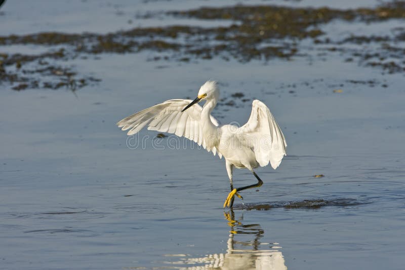 A Snowy Egret fishing for a meal