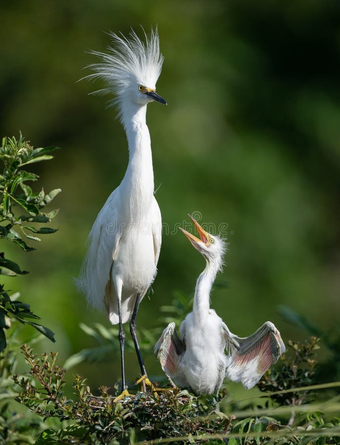 Snowy Egret in Northern Florida. Snowy Egret in Northern Florida