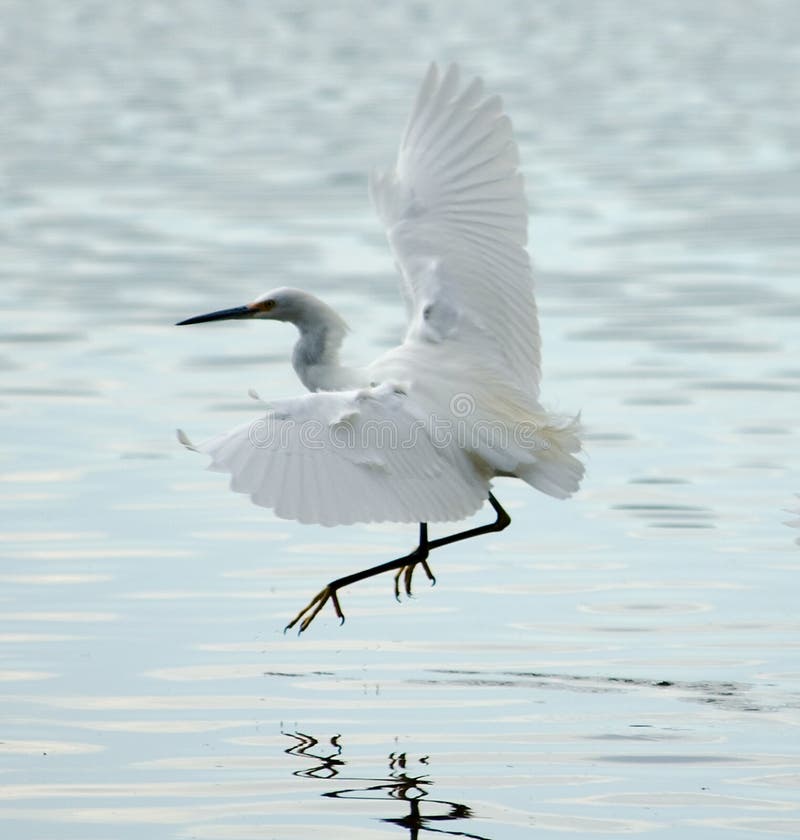 Snowy Egret flying in Bolinas Lagoon stock photos