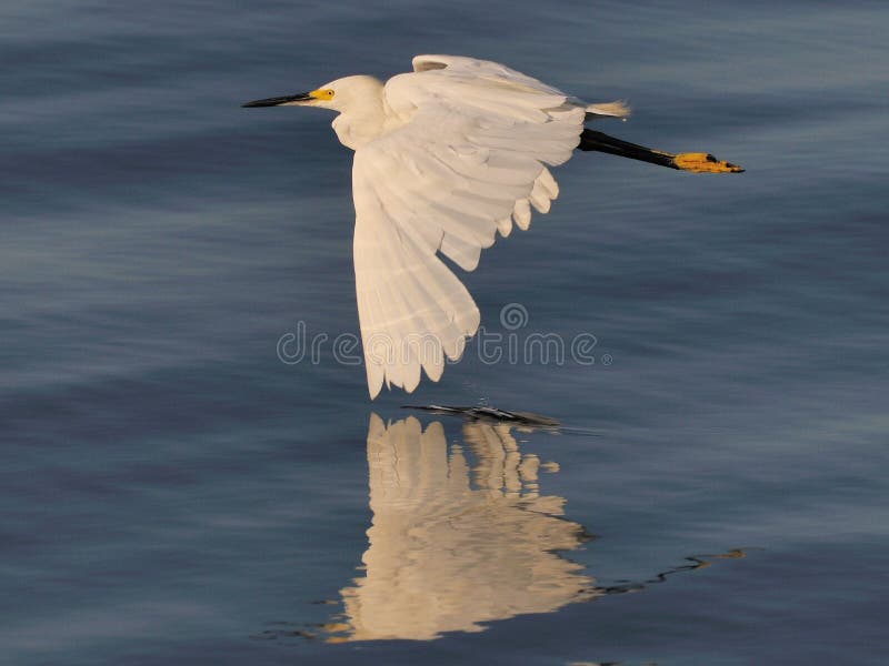 Snowy Egret Flying tip touch royalty free stock image