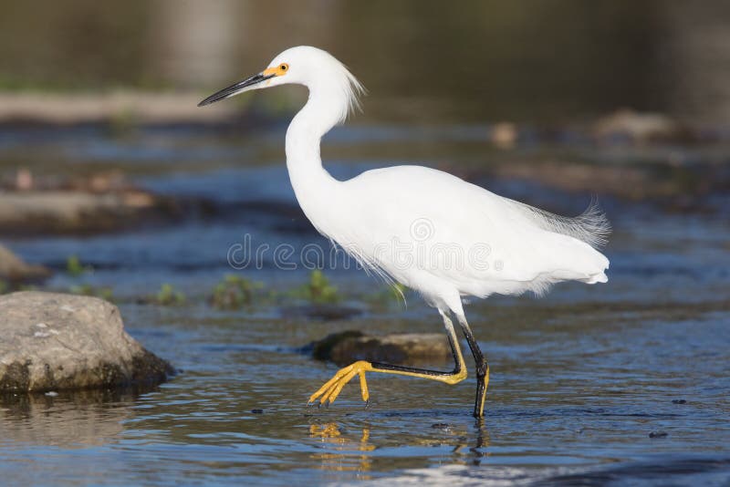 Snowy Egret royalty free stock photo