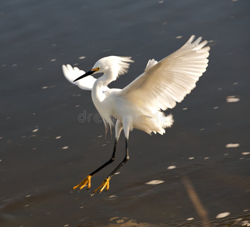 Snowy Egret Landing stock images