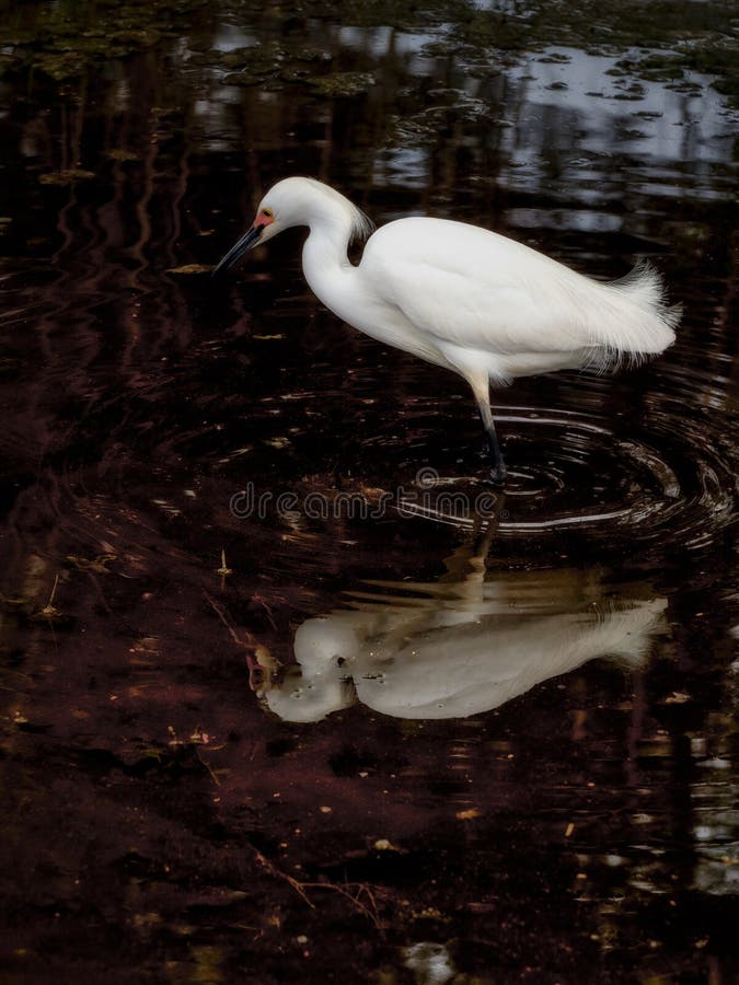 Snowy Egret in Marsh stock photos