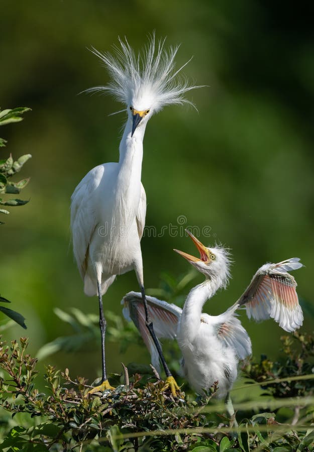 Snowy Egret in Northern Florida. Snowy Egret in Northern Florida