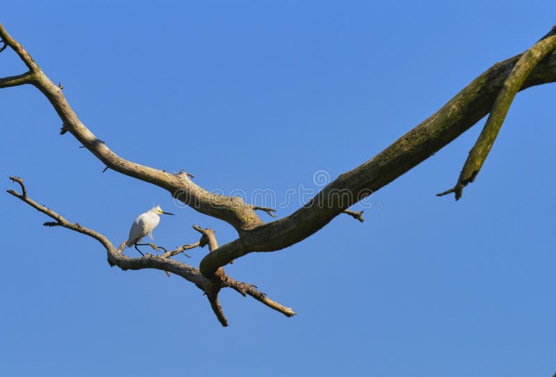 Snowy Egret perched on tree limb stock photo