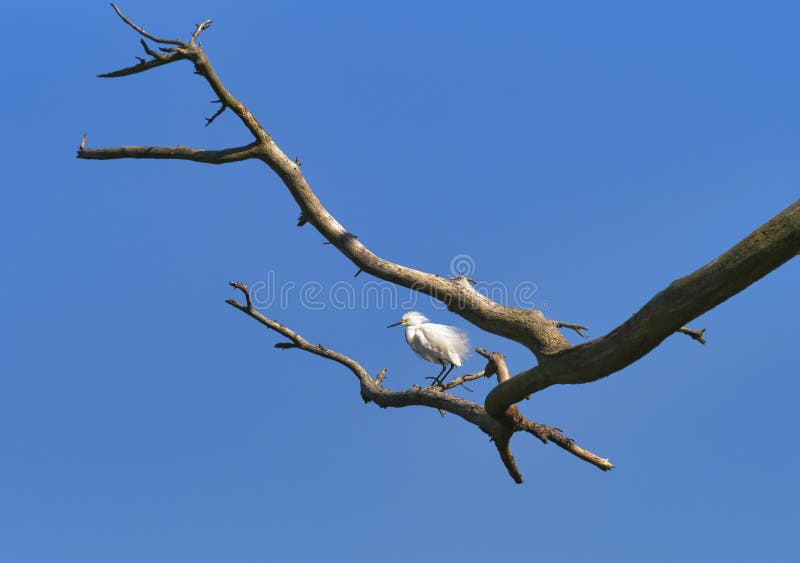 Snowy Egret perched on tree limb royalty free stock photography