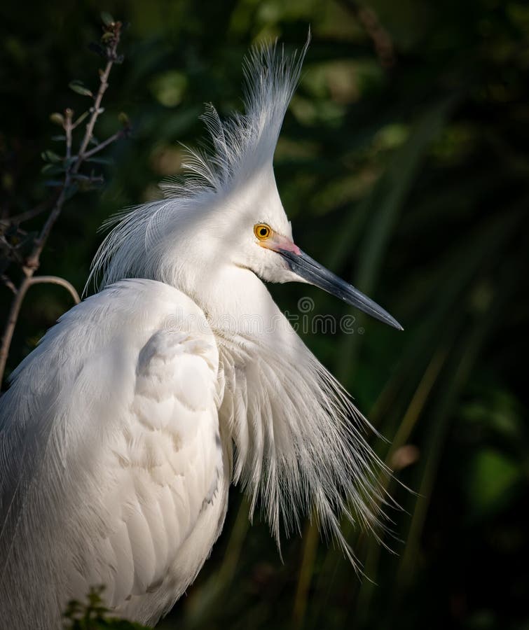 A Snowy Egret Portrait