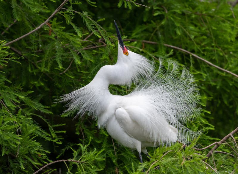 A Snowy Egret Portrait