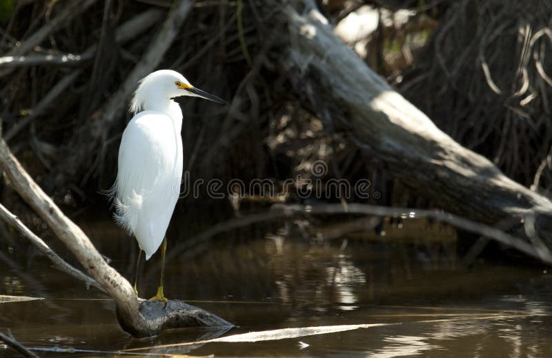 Snowy egret in piedi dall'acqua.