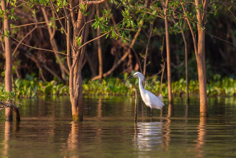 Snowy Egret standing in water royalty free stock photography Snowy Egret standing in water royalty free stock photography