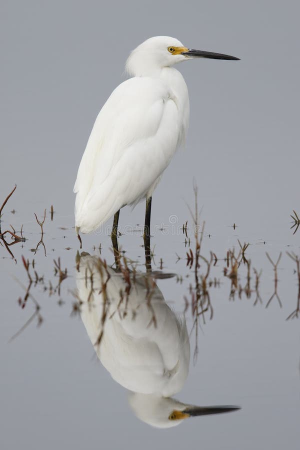 Snowy Egret Egretta thula wading in a shallow marsh - Merritt Island Wildlife Refuge, Florida. Snowy Egret Egretta thula wading in a shallow marsh - Merritt Island Wildlife Refuge, Florida