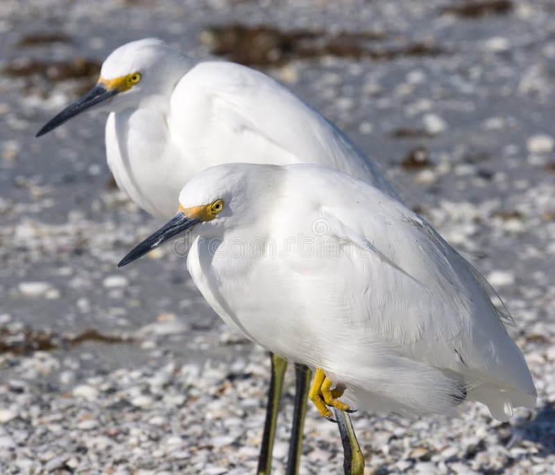 Snowy Egrets