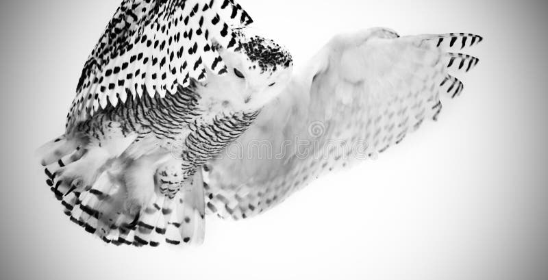 Snowy-Eule stockfotografie