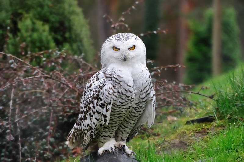 Snowy-Eule (Bubo scandiacus) lizenzfreies stockfoto Snowy-Eule (Bubo scandiacus) lizenzfreies stockfoto