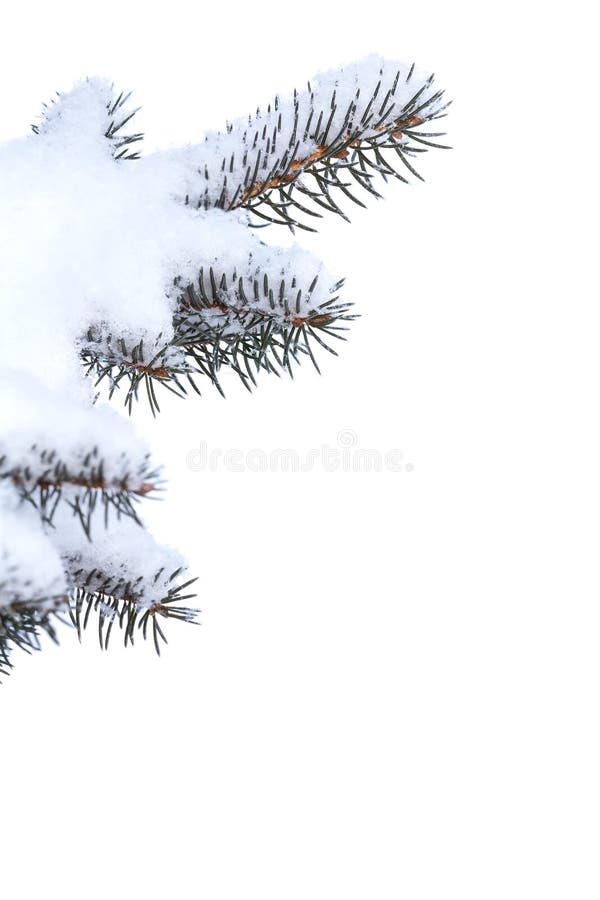 Winter fir tree branches under snow. Winter fir tree branches under snow