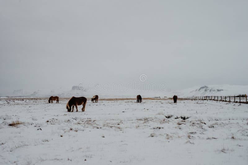A snowy field with horses royalty free stock photos A snowy field with horses royalty free stock photos