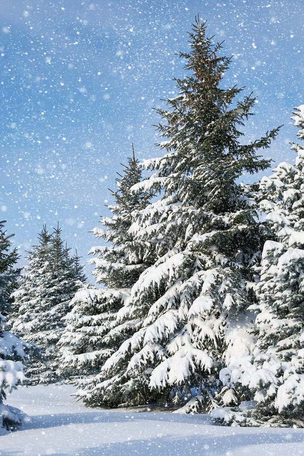 Snowy fir trees winter landscape