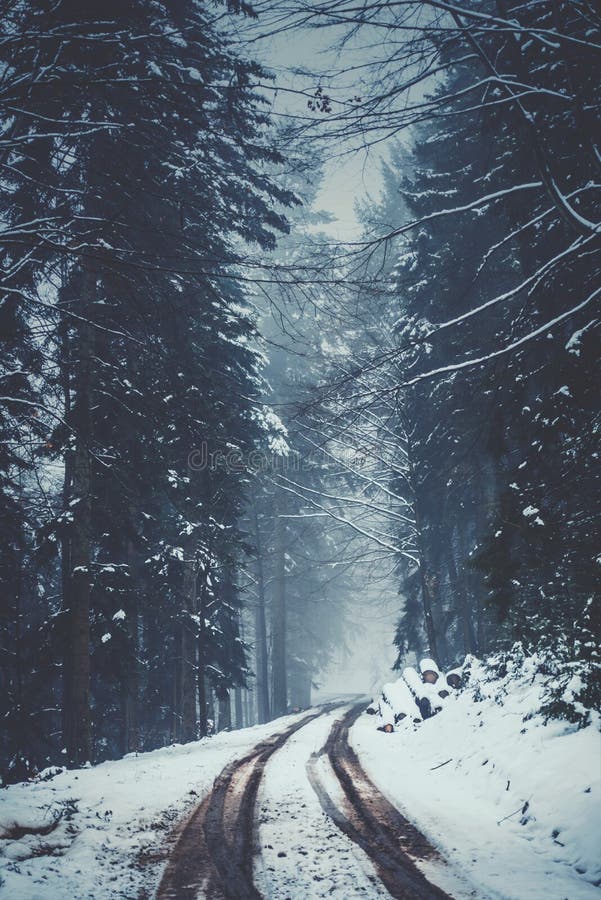 Road in foggy snowy forest stock photo. Image of path - 111221318