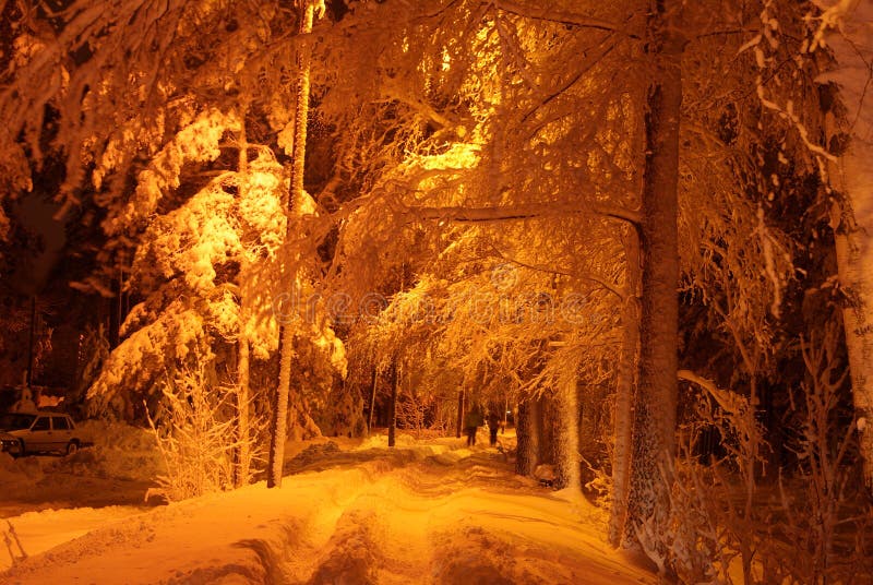 Snowy forest