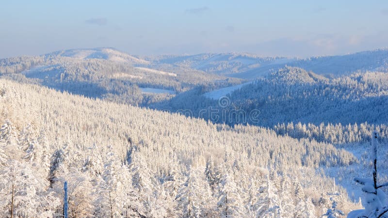 Snowy forest no.12