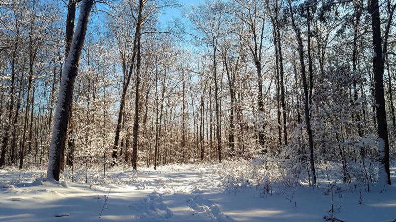 Snowy Forest Path, A Tranquil Winter Wonderland with Sunbeams Shining Through the Trees stock illustration