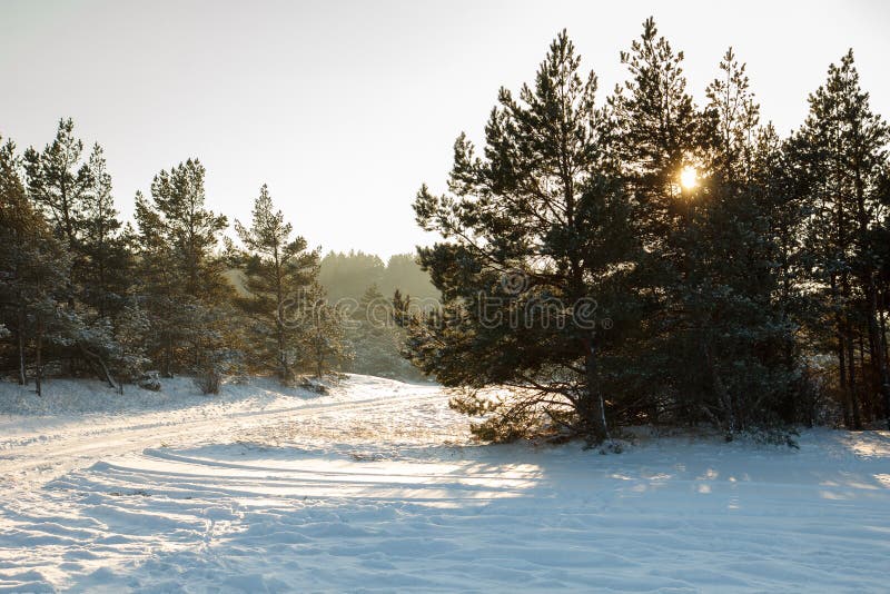 Snowy forest scene.