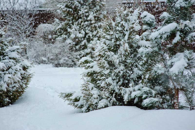Snowy-Gartenansicht in Winter mit Kiefern