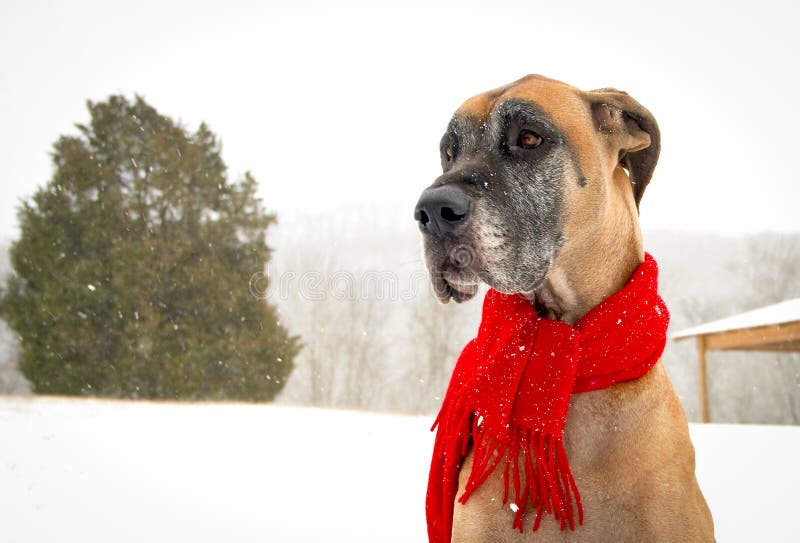 Snowy great Dane stock photo. Image of dane, danes, weather 37198780