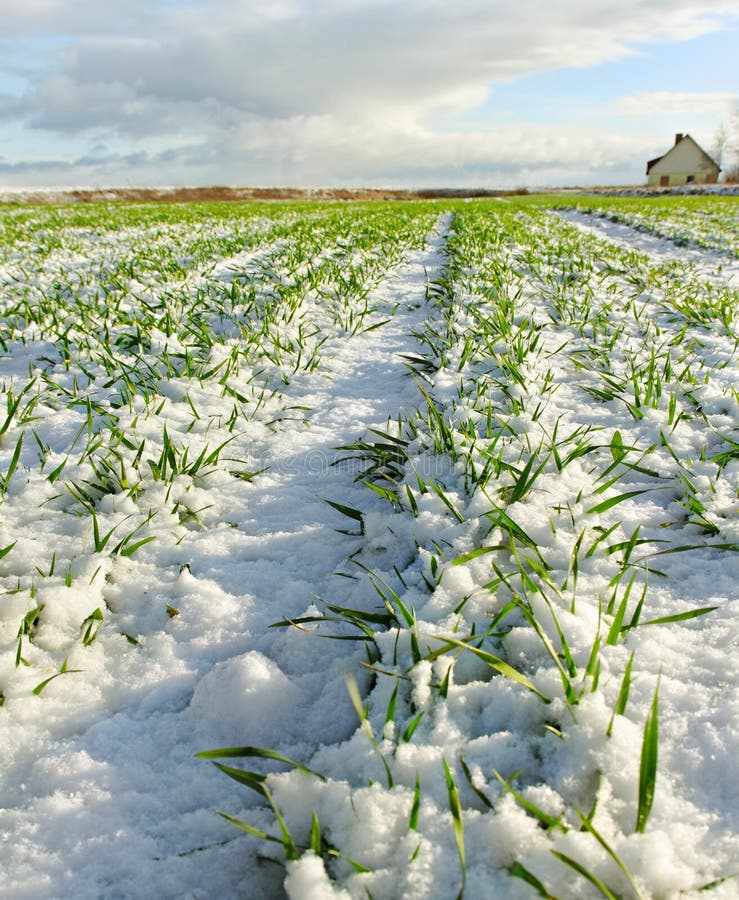 Snowy land.